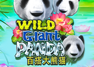  Wild Giant Panda